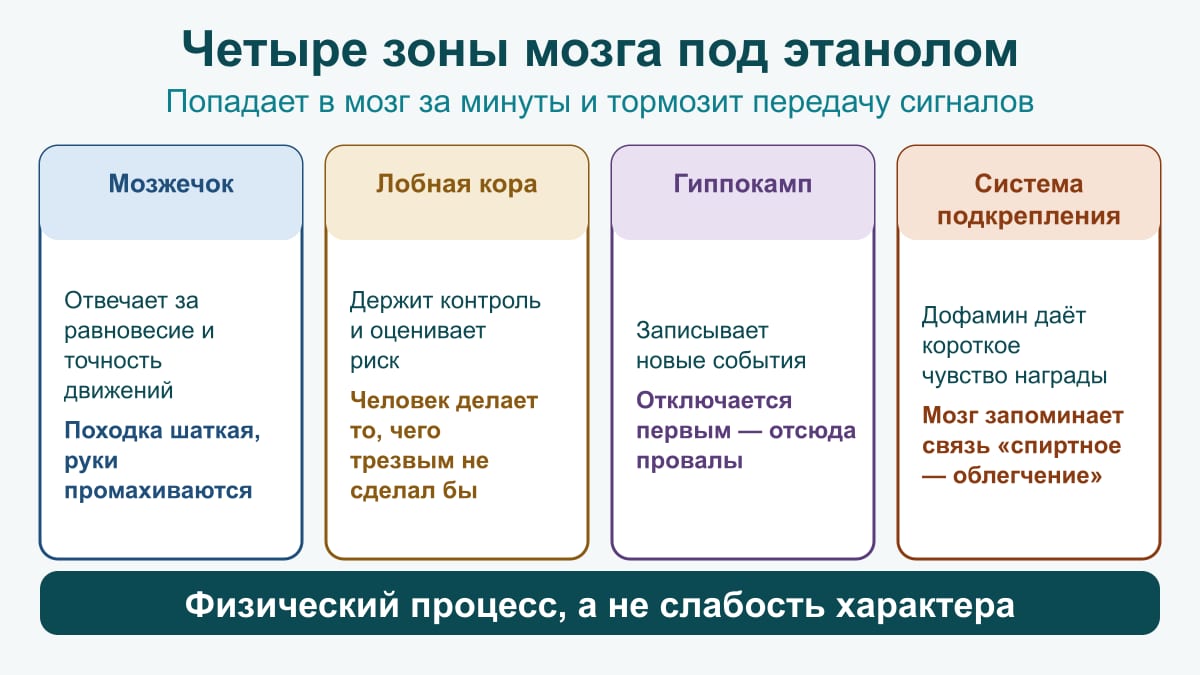 Схема зон мозга при опьянении: мозжечок — равновесие, лобная кора — контроль, гиппокамп — память, система подкрепления — дофамин